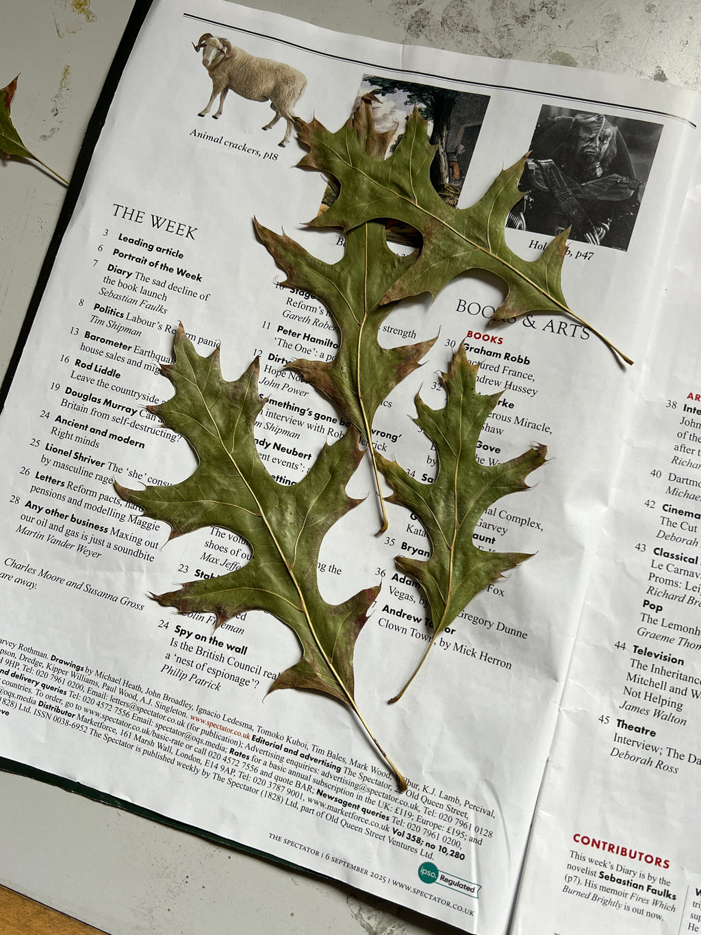 OAKS AT THE PORTUGUESE MARKET