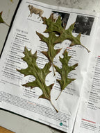 OAKS AT THE PORTUGUESE MARKET