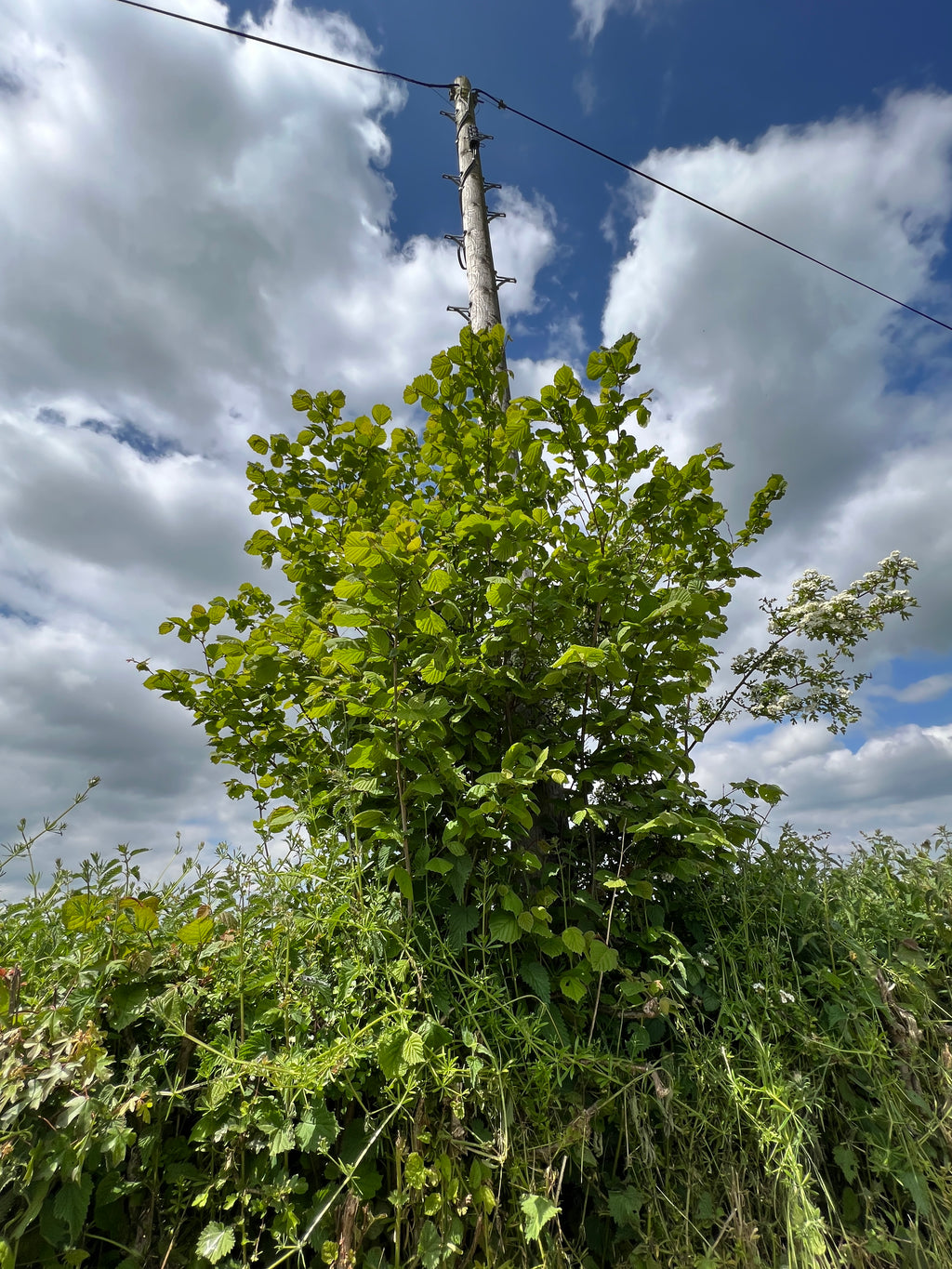 HAZEL GROWING BY THE TELEPHONE LINE