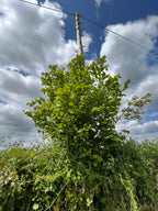 HAZEL GROWING BY THE TELEPHONE LINE