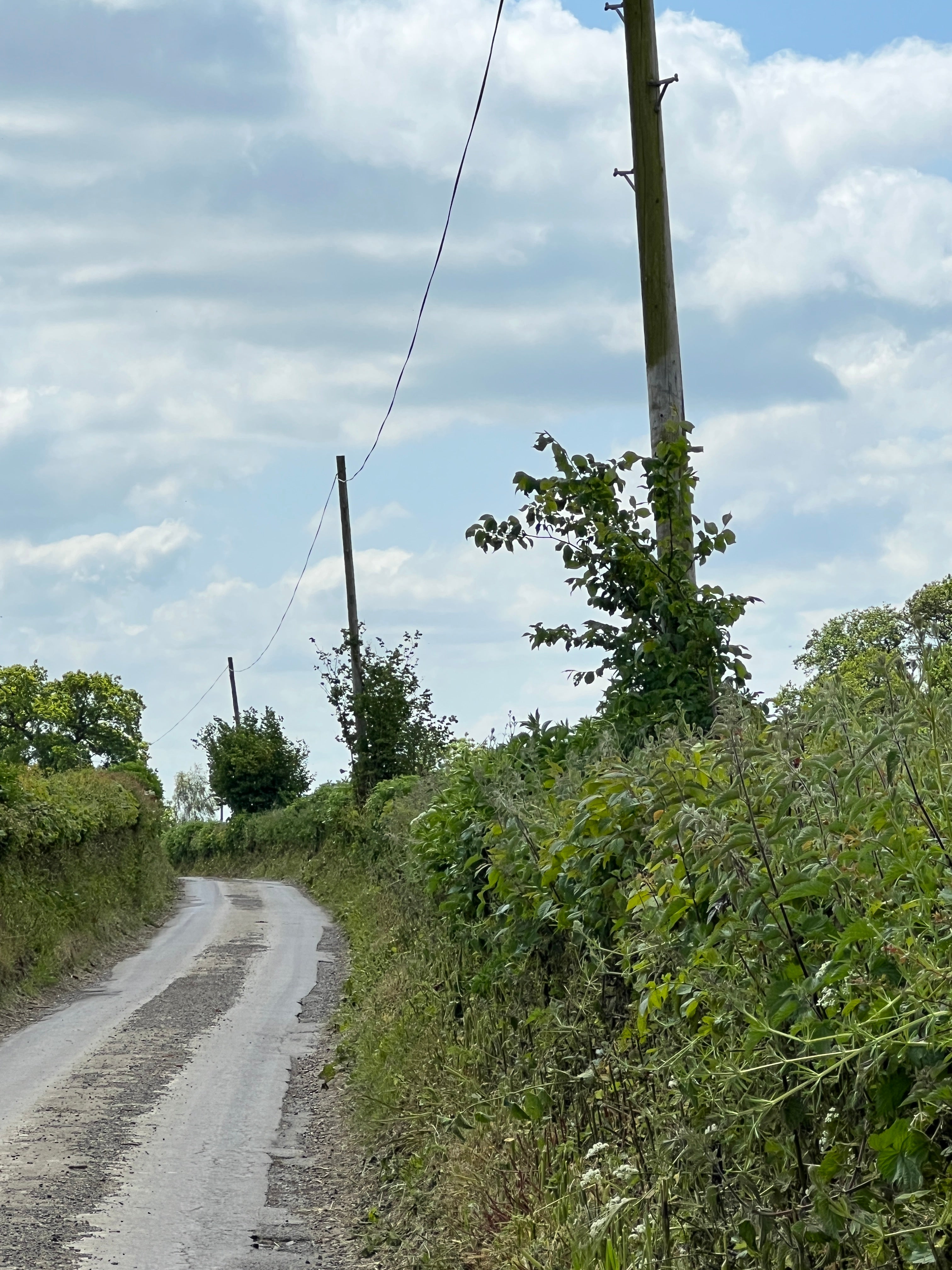 HAZEL GROWING BY THE TELEPHONE LINE