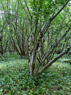 FORAGING IN THE HAZEL WOOD