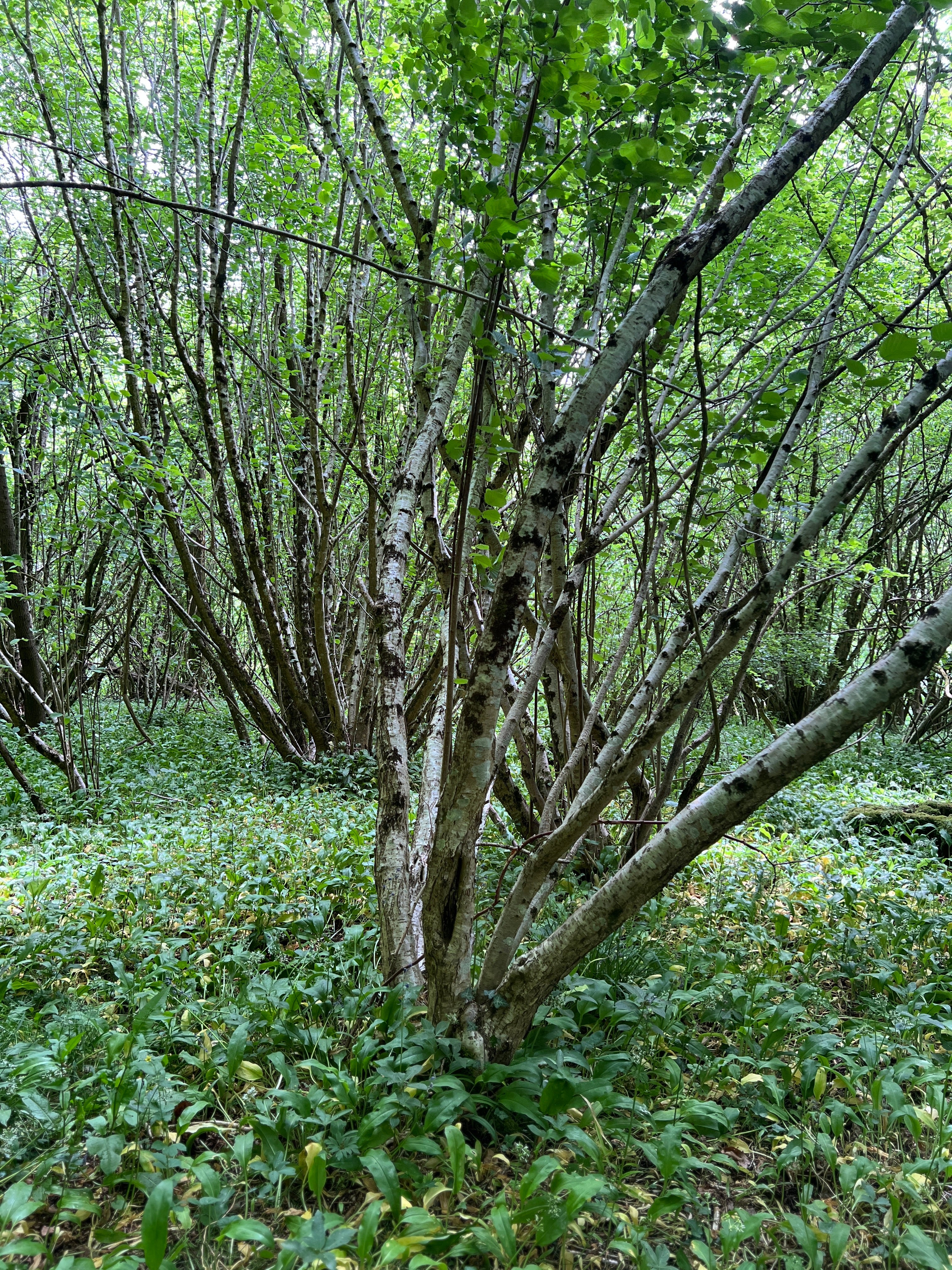 FORAGING IN THE HAZEL WOOD