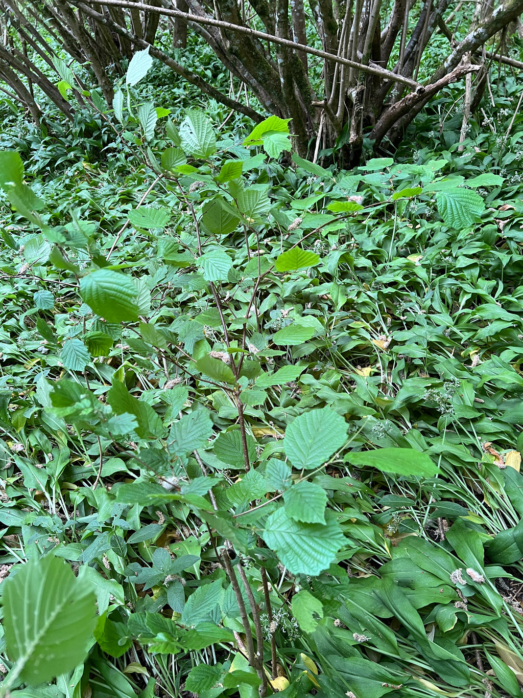FORAGING IN THE HAZEL WOOD