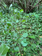 FORAGING IN THE HAZEL WOOD