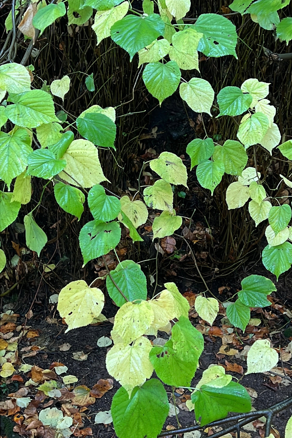 MONOCHROME AUTUMN - LIME