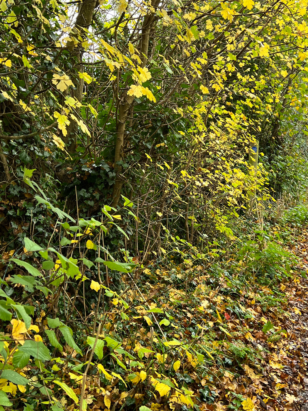 STARS OF THE HEDGEROW