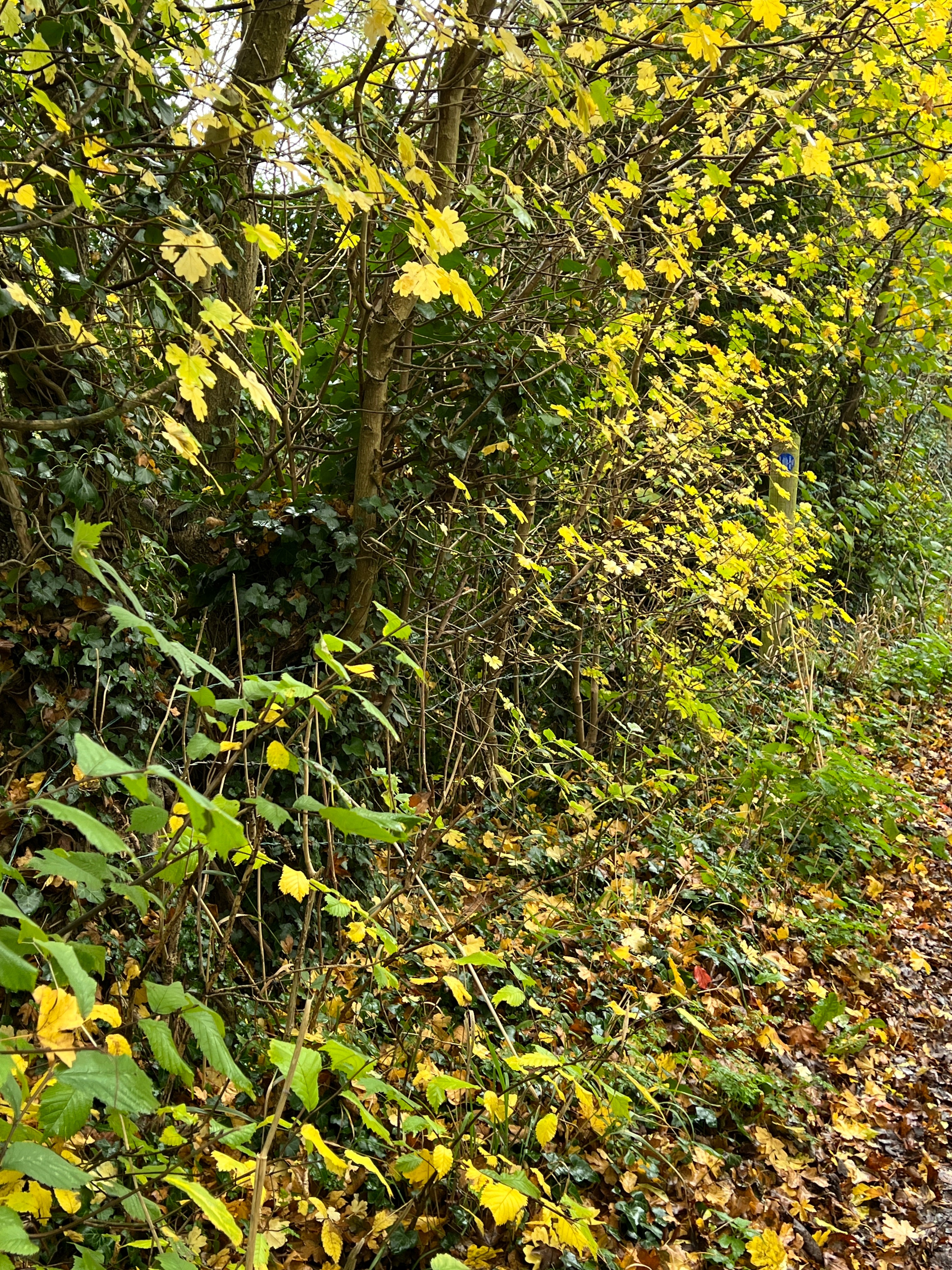 STARS OF THE HEDGEROW