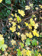 STARS OF THE HEDGEROW