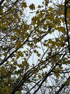 STARS OF THE HEDGEROW