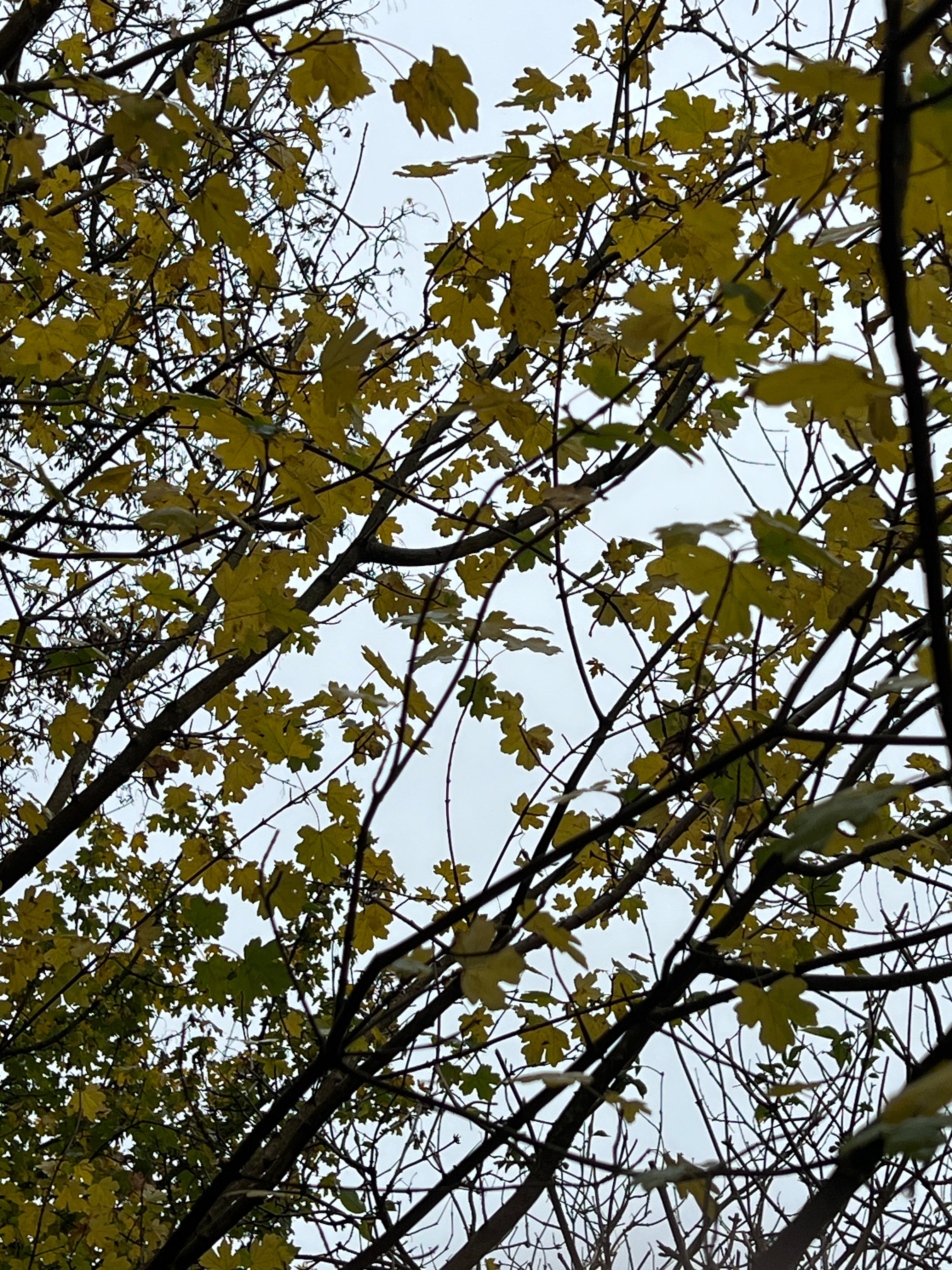 STARS OF THE HEDGEROW