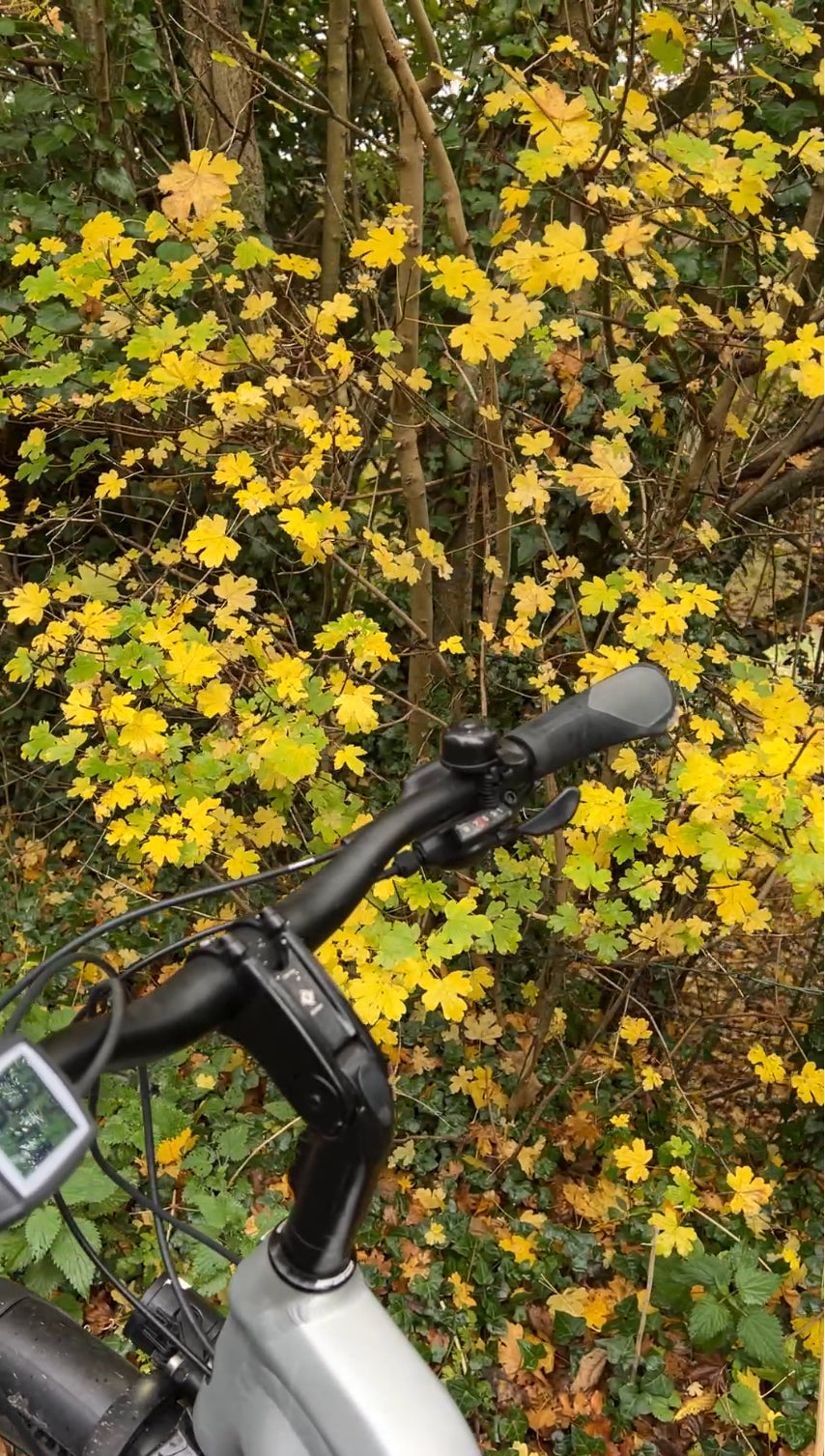 STARS OF THE HEDGEROW