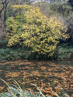 AUTUMN HAZEL ALONG THE CANAL