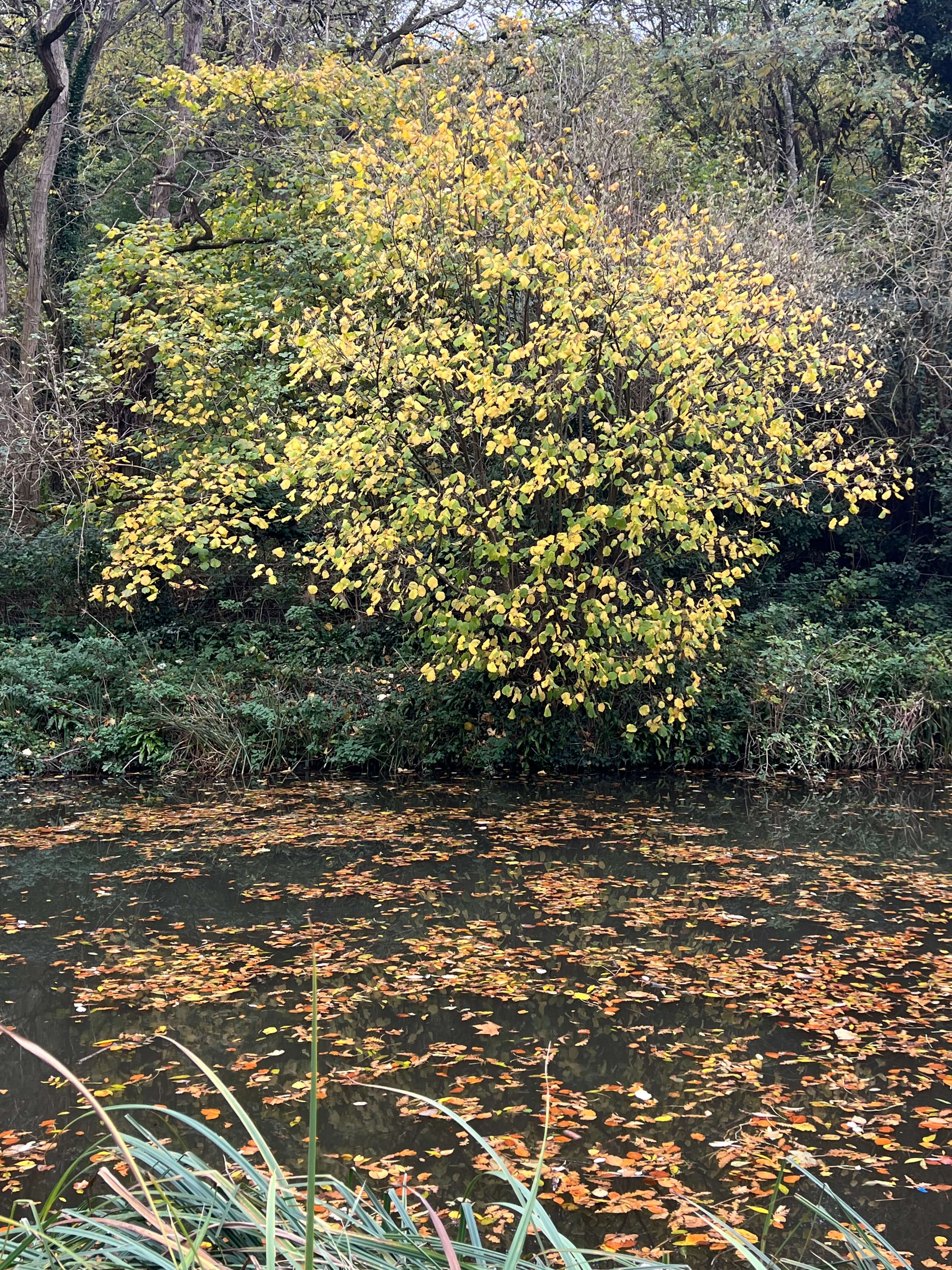 AUTUMN HAZEL ALONG THE CANAL
