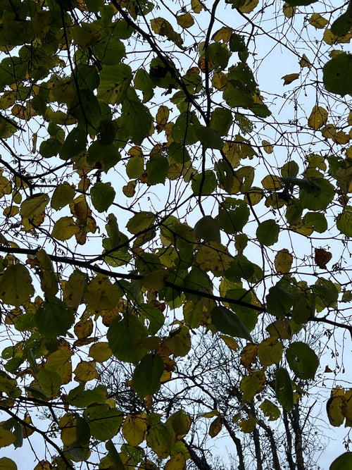 AUTUMN HAZEL ALONG THE CANAL