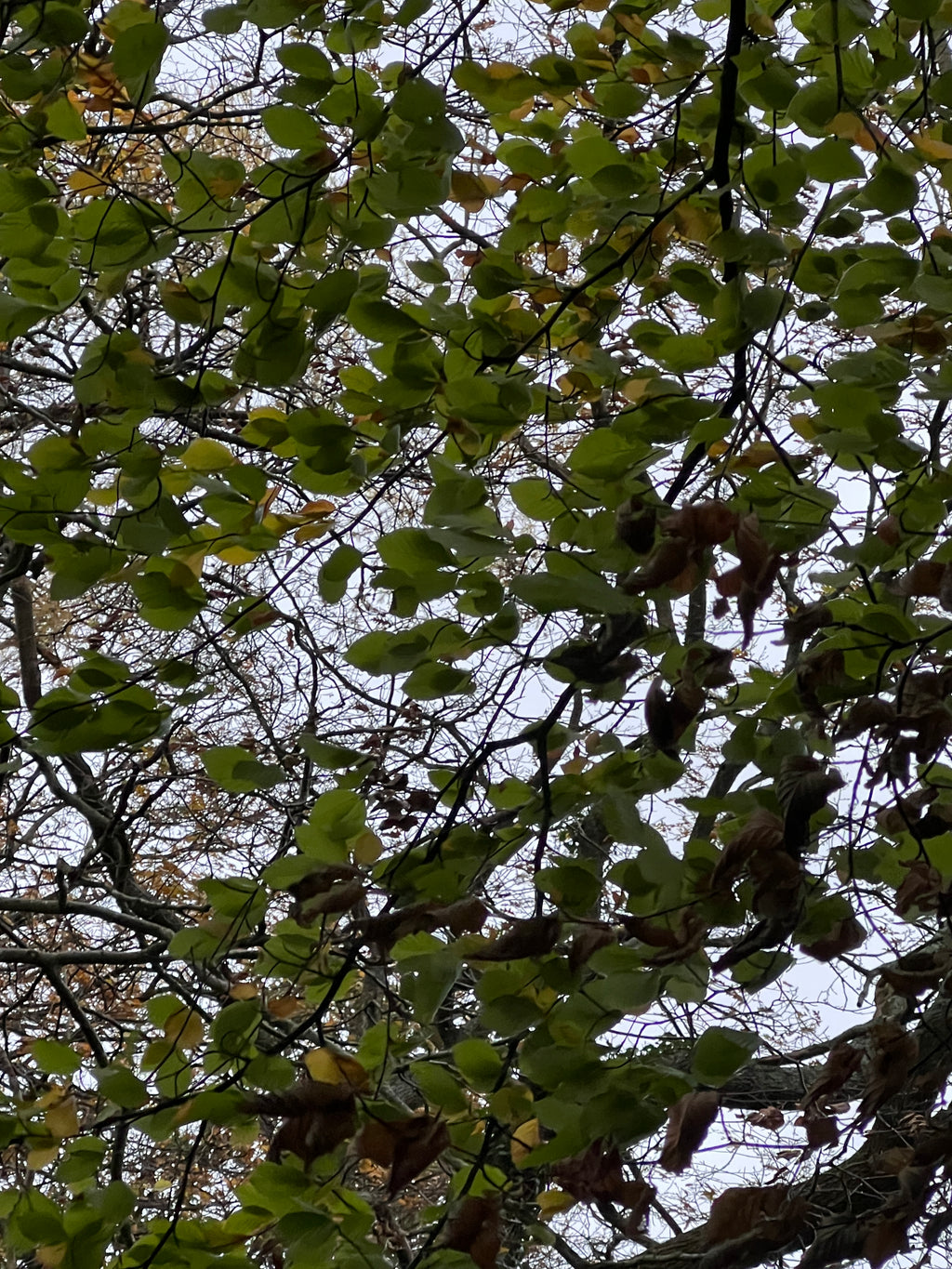 NOVEMBER WINDS