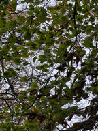 NOVEMBER WINDS