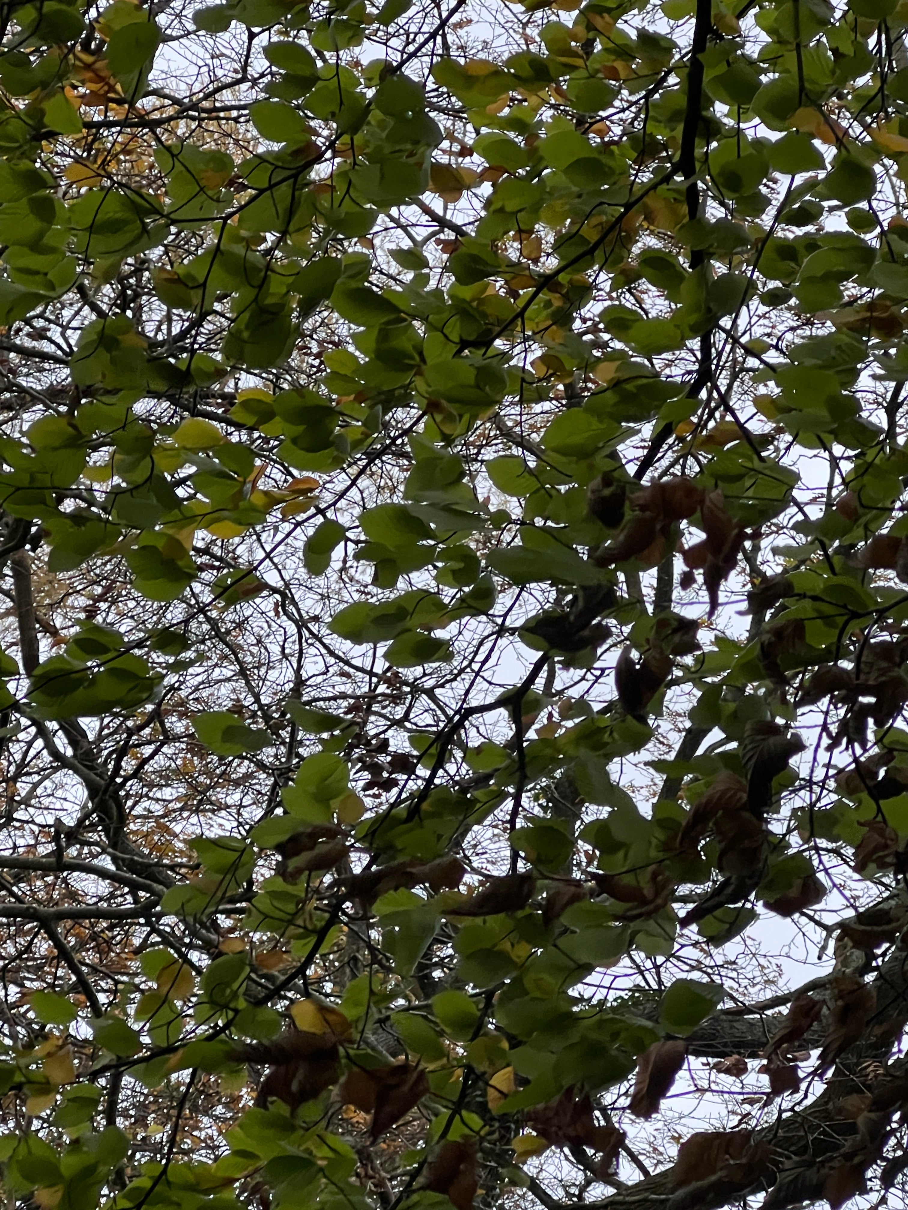 NOVEMBER WINDS