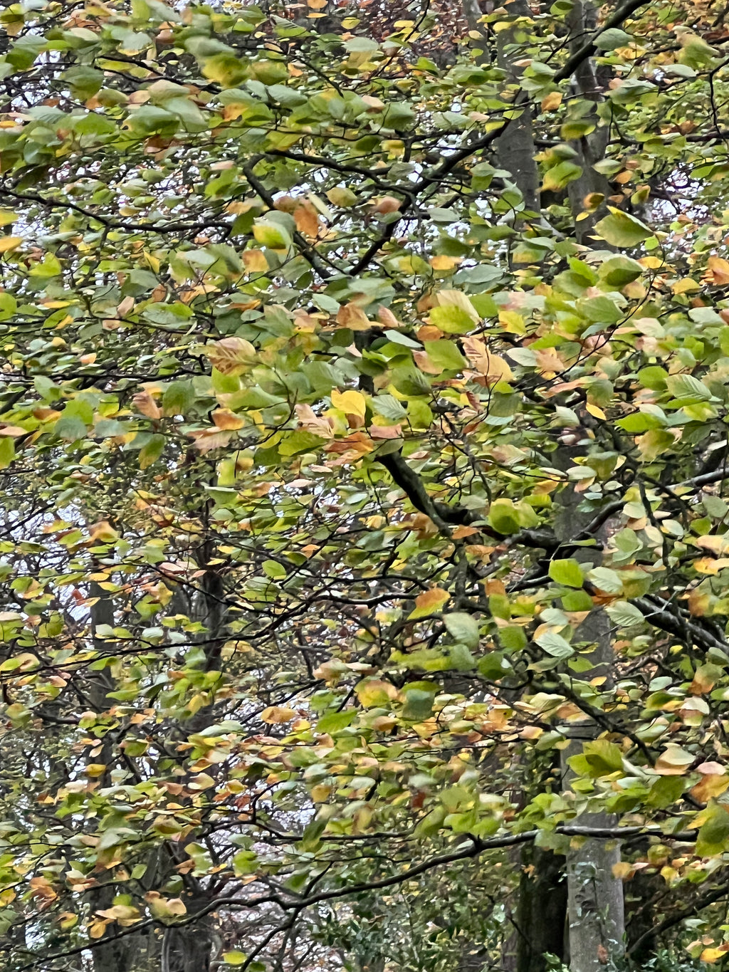 NOVEMBER WINDS