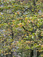 NOVEMBER WINDS