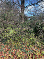 WALKING ALONG THE HEDGEROW WITH BLACKTHORN IN AUTUMN