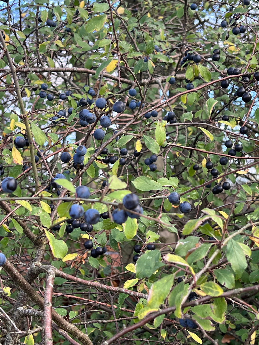 WALKING ALONG THE HEDGEROW WITH BLACKTHORN IN AUTUMN
