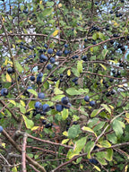 WALKING ALONG THE HEDGEROW WITH BLACKTHORN IN AUTUMN