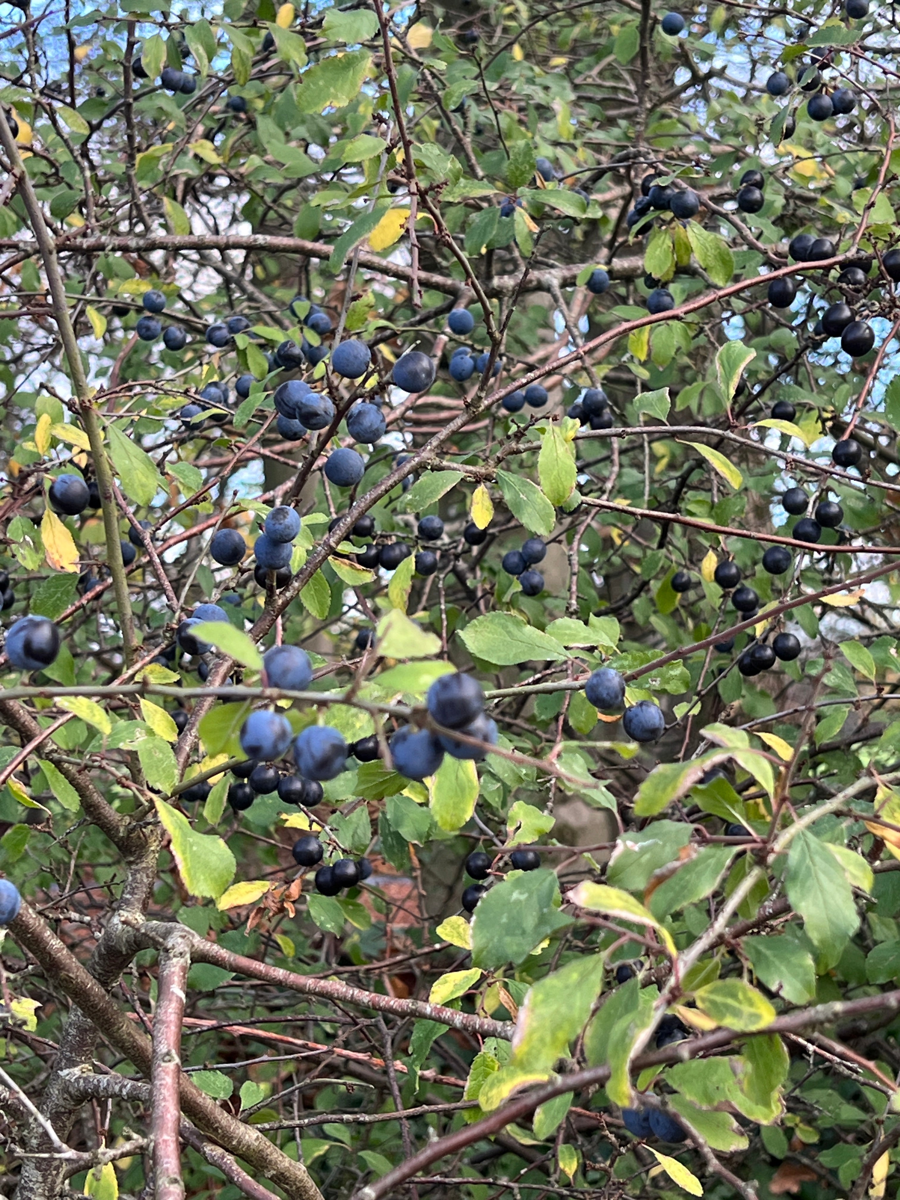 WALKING ALONG THE HEDGEROW WITH BLACKTHORN IN AUTUMN