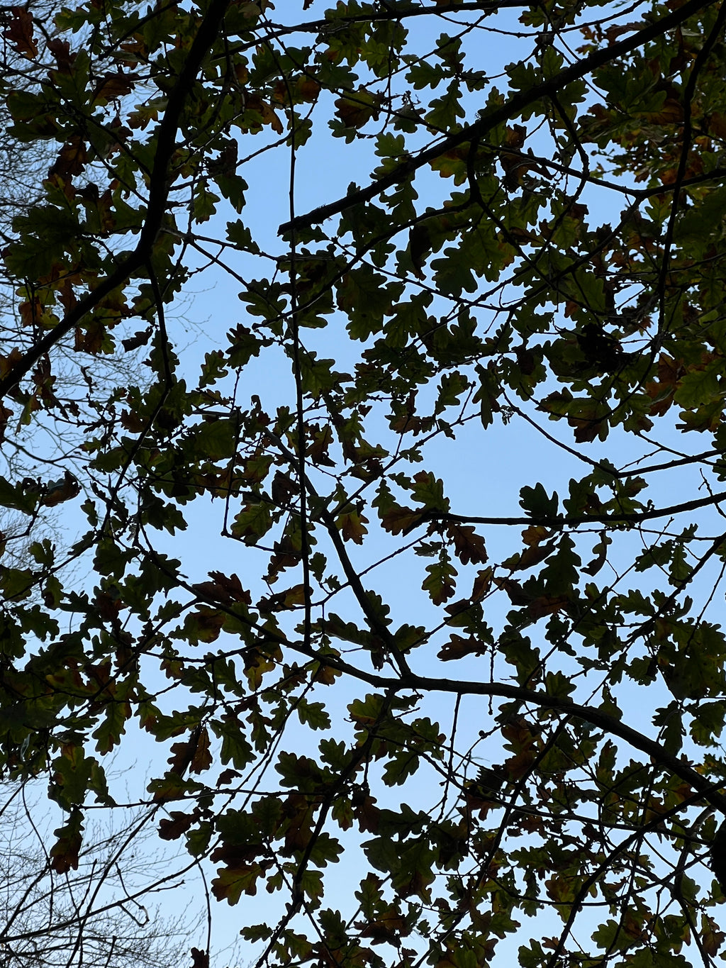 OAK HANGING ON