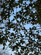 OAK HANGING ON