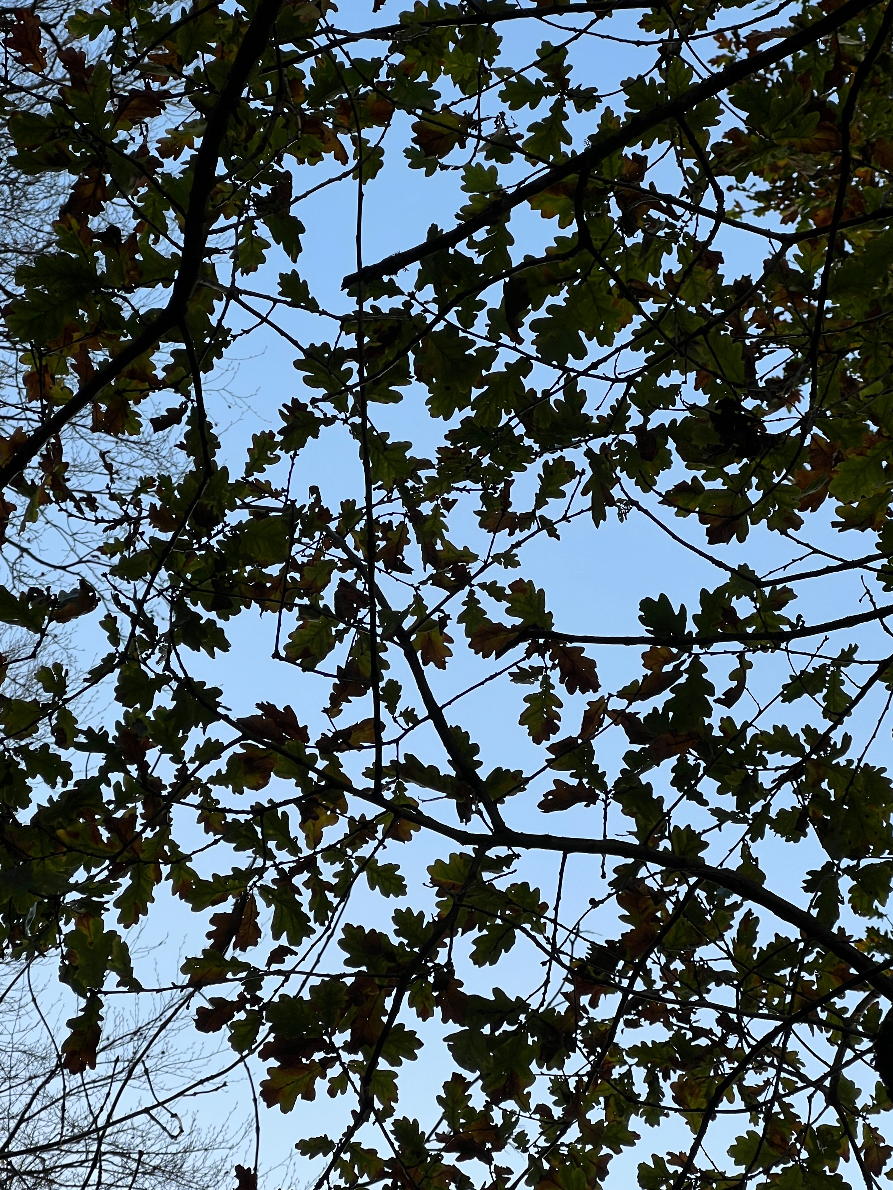 OAK HANGING ON