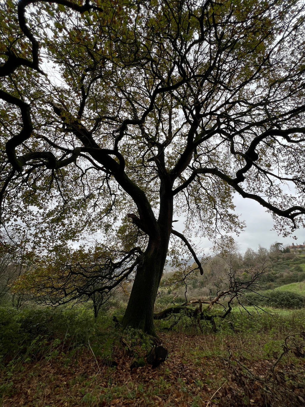 OAK HANGING ON