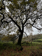 OAK HANGING ON