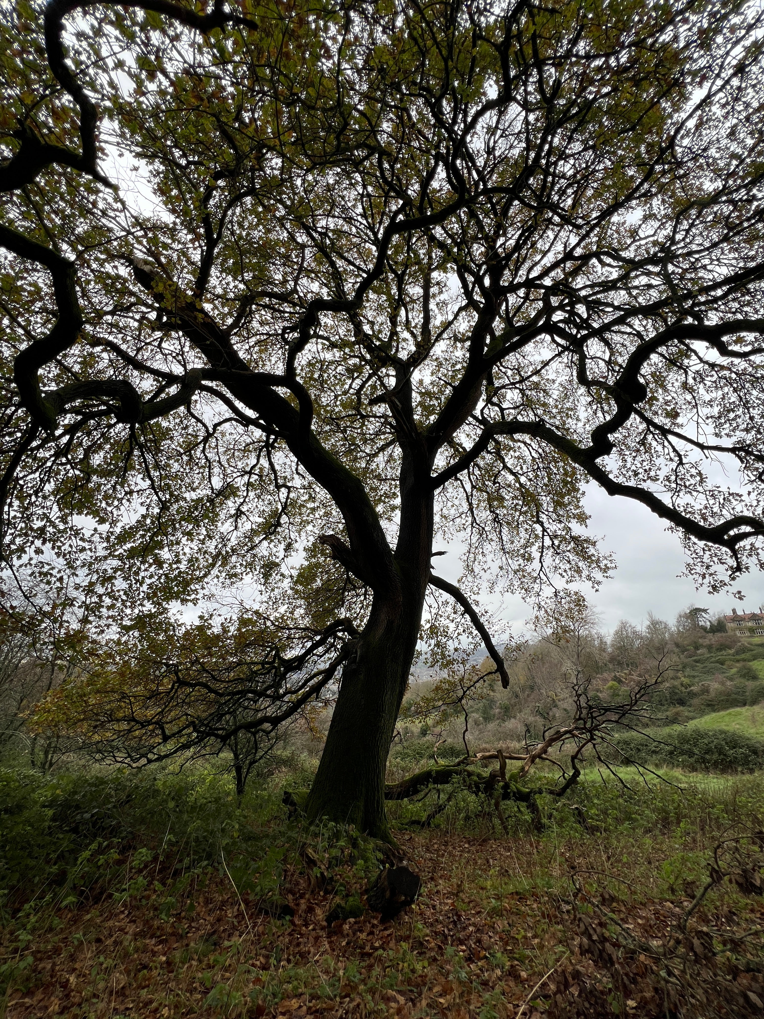 OAK HANGING ON