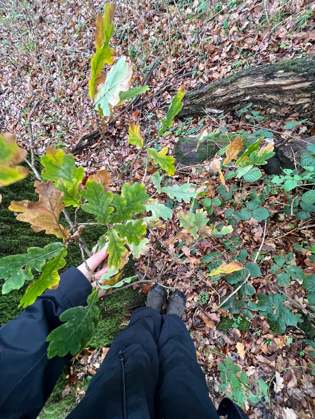 OAK HANGING ON