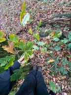 OAK HANGING ON