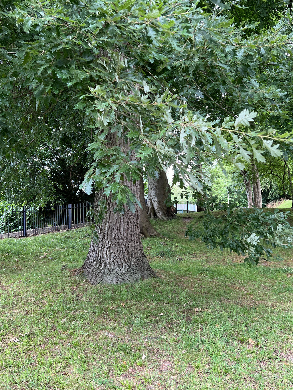 OREGON OAK IN THE CHURCHYARD