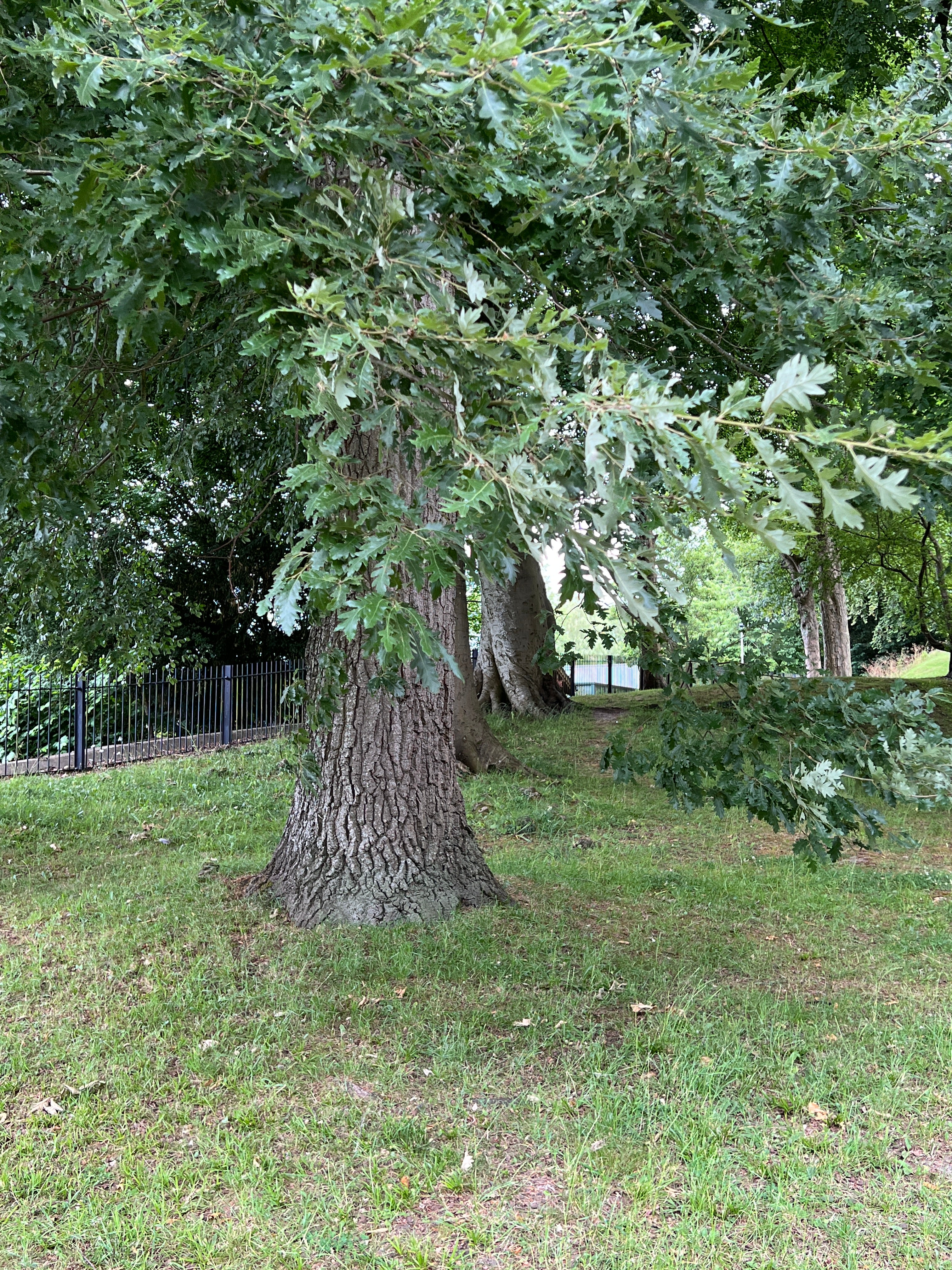OREGON OAK IN THE CHURCHYARD