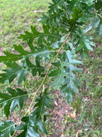 OREGON OAK IN THE CHURCHYARD
