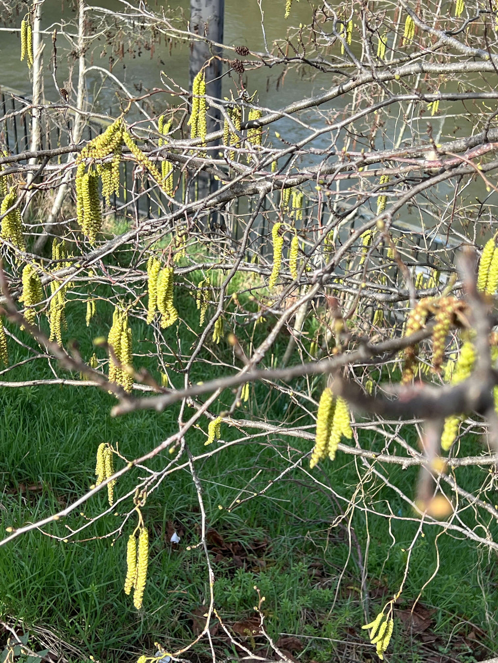 COMMON ALDER ALONG THE RIVERBANK
