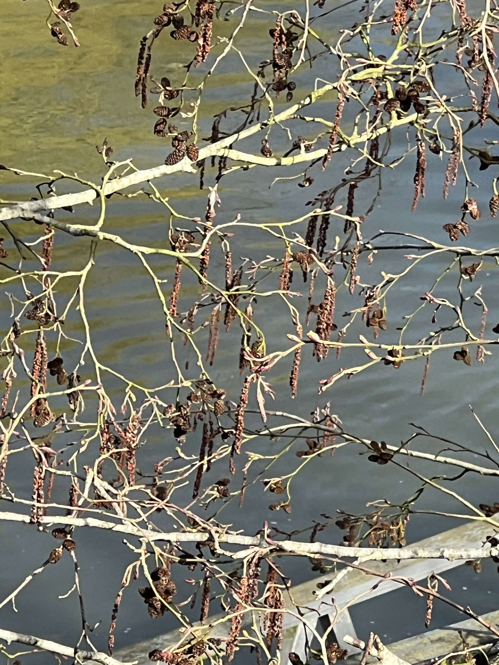RED ALDER ALONG THE RIVERBANK