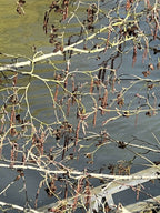 RED ALDER ALONG THE RIVERBANK
