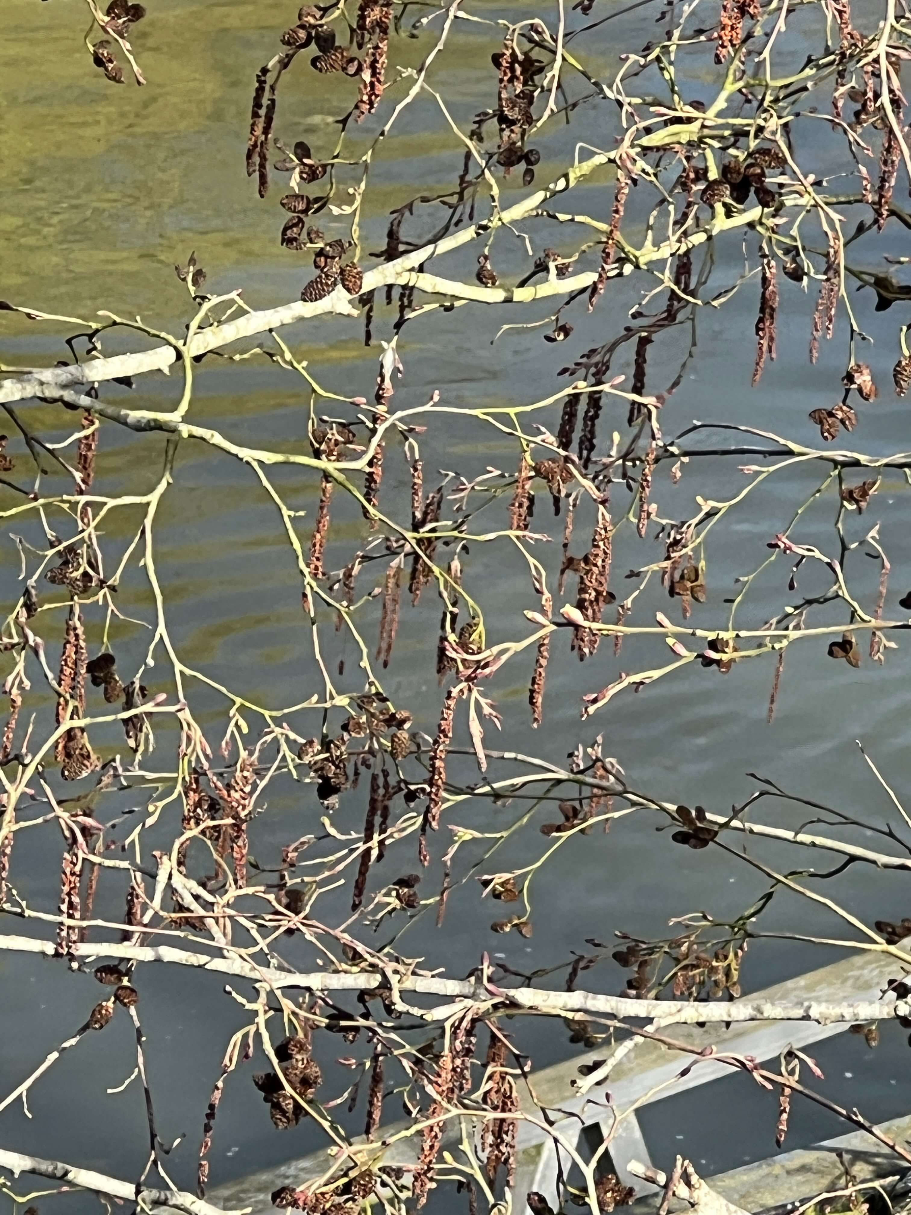 RED ALDER ALONG THE RIVERBANK