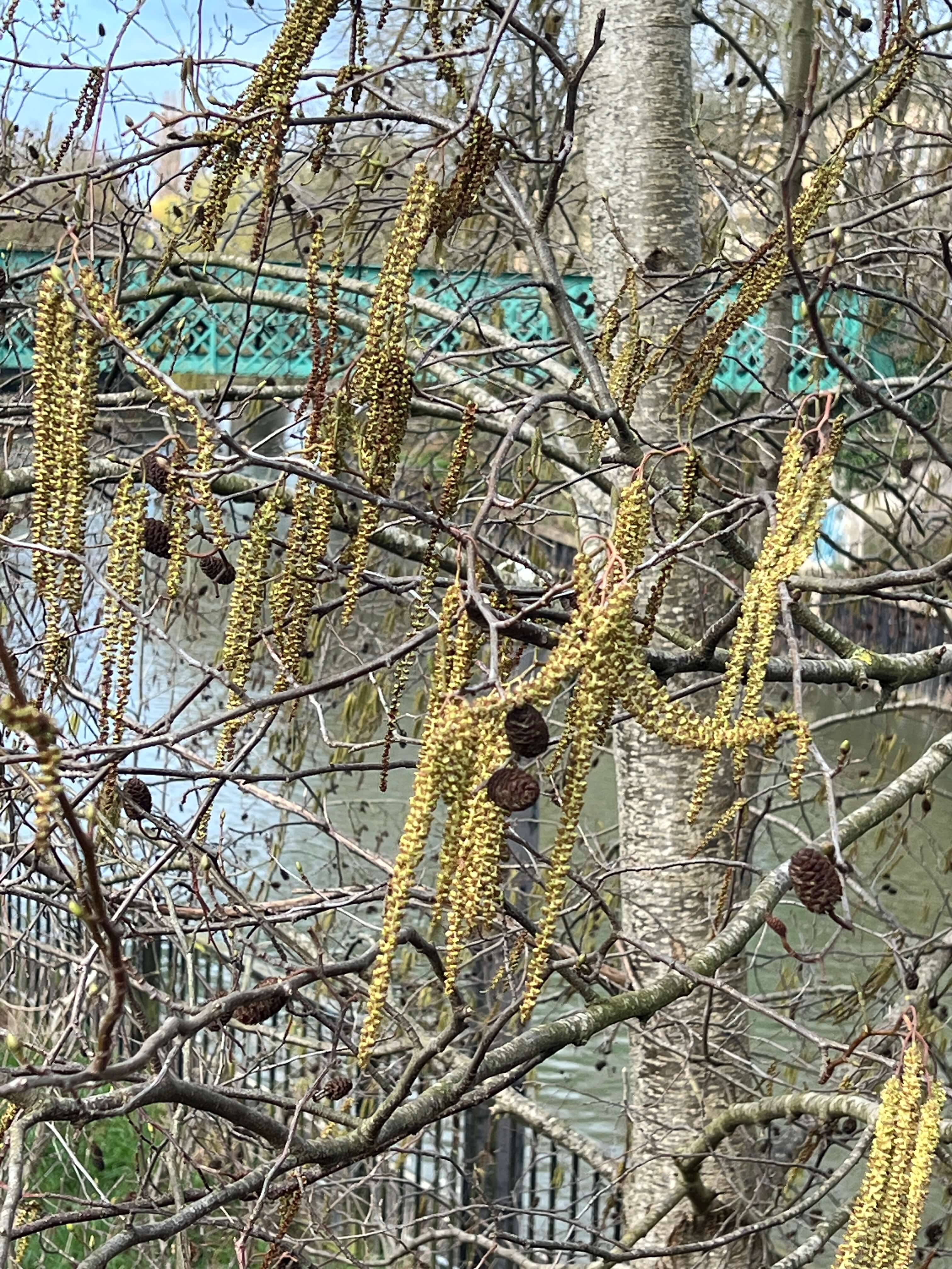 ITALIAN ALDER ALONG THE RIVERBANK