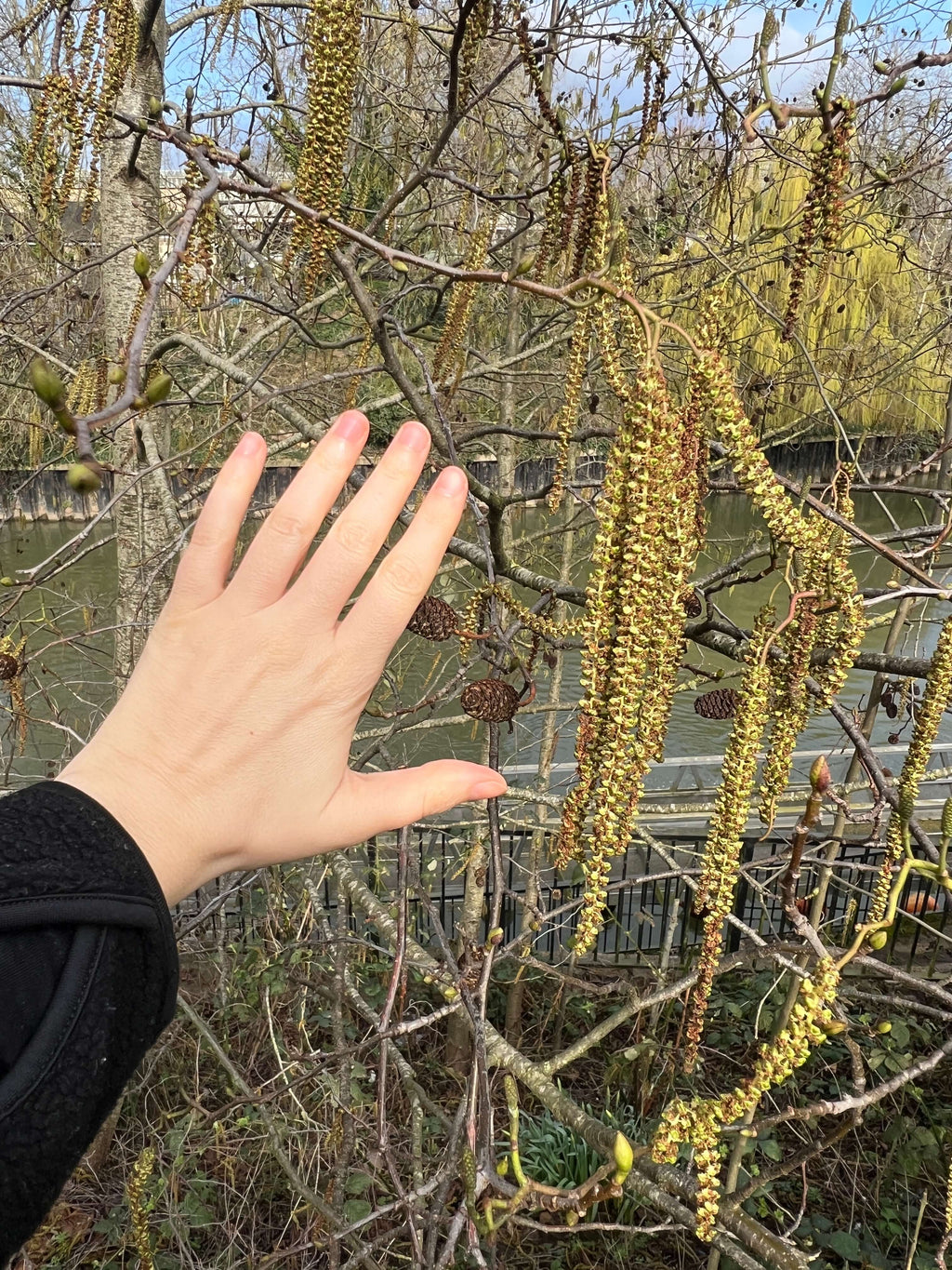 ITALIAN ALDER ALONG THE RIVERBANK