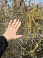ITALIAN ALDER ALONG THE RIVERBANK