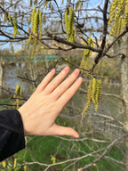 COMMON ALDER ALONG THE RIVERBANK