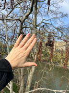 RED ALDER ALONG THE RIVERBANK