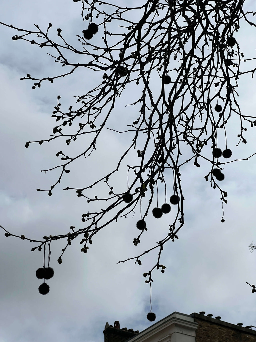 LONDON PLANE TREES OUTSIDE THE BRITISH MUSEUM