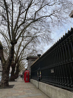 LONDON PLANE TREES OUTSIDE THE BRITISH MUSEUM